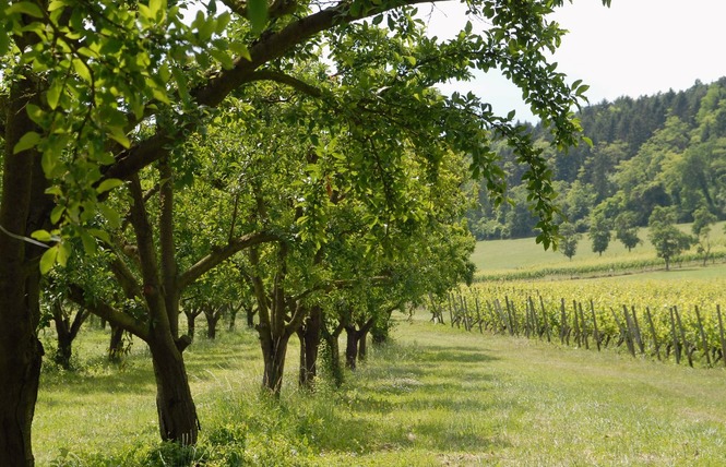 LES COTES DE MEUSE 2 - Vigneulles-lès-Hattonchâtel