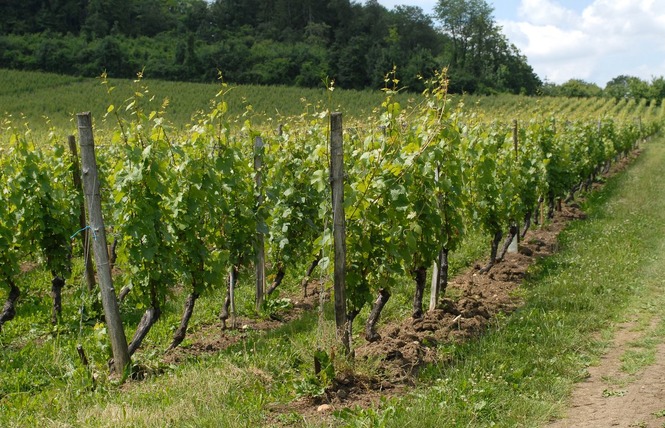 LES COTES DE MEUSE 4 - Vigneulles-lès-Hattonchâtel